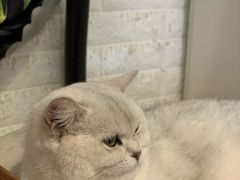 -平行世界·猫咖(首经贸店)