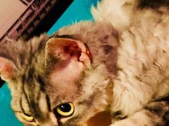 -猫小院猫主题咖啡厅(北锣店)