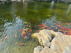 -青岛鑫江温德姆酒店