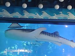-烟台海昌鲸鲨海洋公园