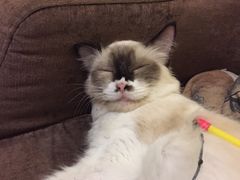 -猫色咖啡·猫咖