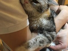-Pets First伊珊娜洗护·精致美容·家庭式寄养(新会路店)
