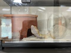 -北京观赏动物医院·24小时大型综合·猫专科·异宠专科