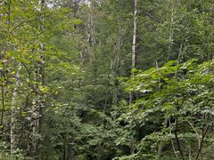 -峡谷浮石林景区