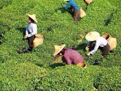 iphone_upload_pic-文雅轩茶叶(锦和越界田林坊店)