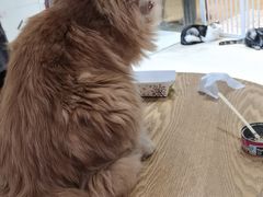 -藏猫猫咖啡主题馆(中央大道店)