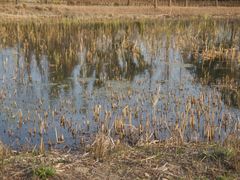 -昆山城市生态森林公园