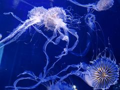 -青岛海底世界-水族馆