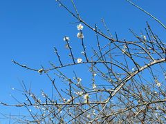 -广州市流溪河国家森林公园