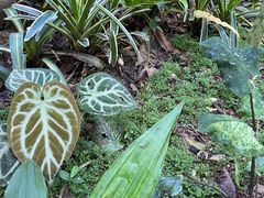 -中国科学院西双版纳热带植物园