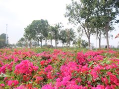 -光明小镇欢乐田园