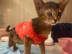 -屋虎猫馆(宝安大仟里店)