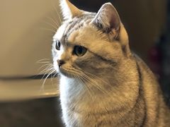 -猫猫幼稚园·撸猫·桌游·电玩