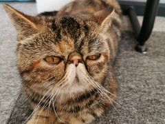 -米宠家·撸猫猫咖小萌宠·猫咪洗澡·猫咪寄养(高新大都荟店)