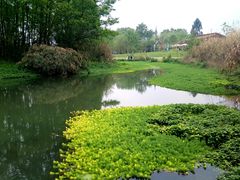 -桤木河湿地公园