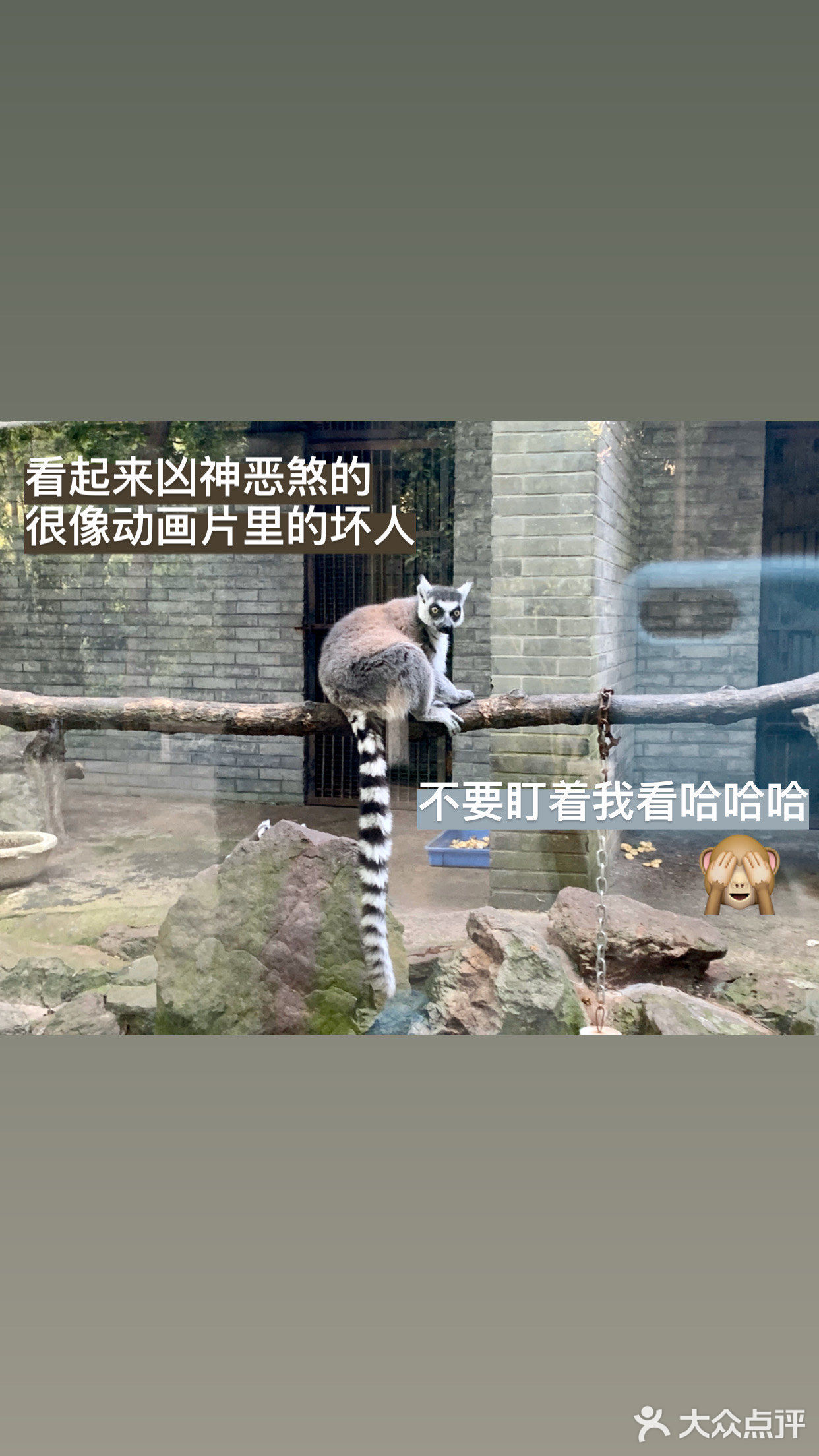 真的很久没有去动物园了呢