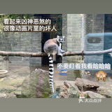 真的很久没有去动物园了呢