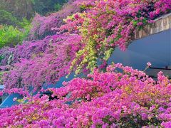 -深圳仙湖植物园