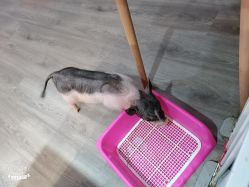 -Moni星球萌宠·小马宝莉·灵蛇·高端高阶全萌宠互动体验俱乐部(红豆国际广场店)