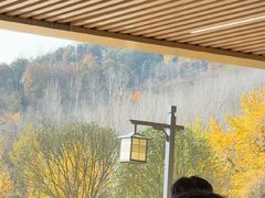 -千年银杏谷文化旅游区