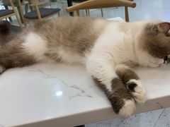 -喵园·猫主题咖啡厅·撸猫·猫咖(国贸店)