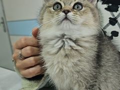 -中农国际动物医院24小时·猫科·骨科·急重症中心