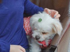 -more than meow吴止猫主题餐厅(承德 中船汇店)