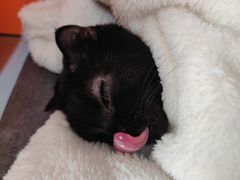 -瑞派福兴宠物医院犬猫全科·骨科·中西医结合(河东店)