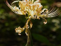 -杭州植物园