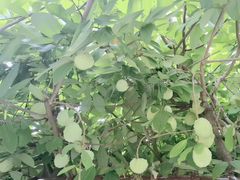 -云溪植物园