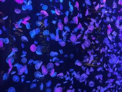 -顺德南宏海立方海洋公园