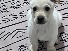 -瑞派康怡24h宠物医院·犬猫医疗中心·微创绝育(瑞景分院)