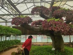-东南花都花博园