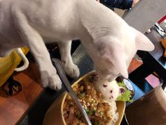 -猫小院猫主题咖啡厅(北锣店)