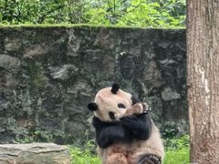 -都江堰中华大熊猫苑