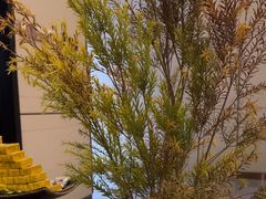 -象泰SPA·泰式按摩·足疗(卓悦中心店)