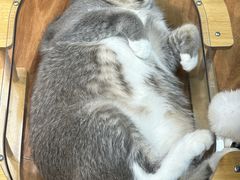-MOCHA明星猫咖(田子坊店)