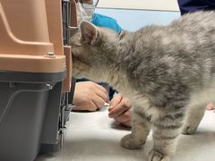 -中农国际动物医院24小时·猫科·骨科·急重症中心