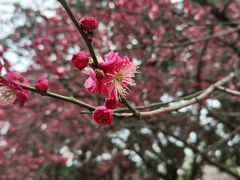 -四川大学(望江校区)