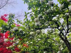 -杭州植物园