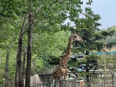 -大连森林动物园