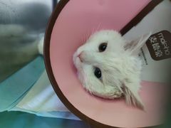 -仁华宠物医院(青羊店)