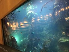 -西雅图水族馆