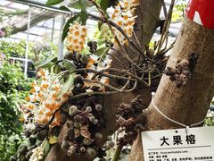 -呀路古热带植物园