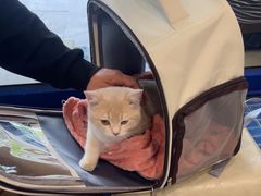 -伟伟宠物医院·CT影像中心·瑞派犬猫综合性门诊(汉口总院)