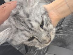 -北京观赏动物医院·24小时大型综合·猫专科·异宠专科