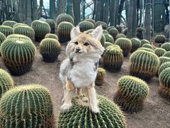 -南山植物园