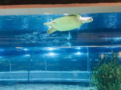 -绍兴梦享海洋公园