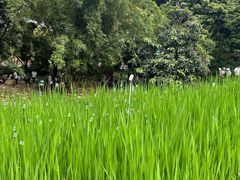 -成都市活水公园