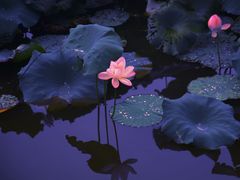 -龙头寺公园